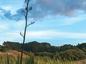 Waikato wetland replanted