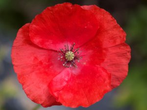 Anzac poppy 