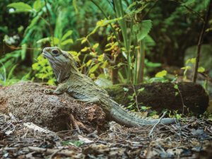 Lizard