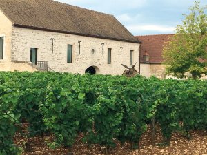 Burgundy vineyard