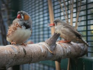 Birds