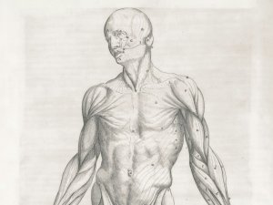 Man, drawing, biology, textbook