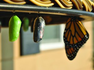 Monarch butterfly chrysalis CR Suzanne D. Williams on Unsplash