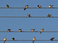 Birds