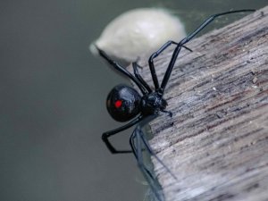 Black Widow Tom Sid on Unsplash