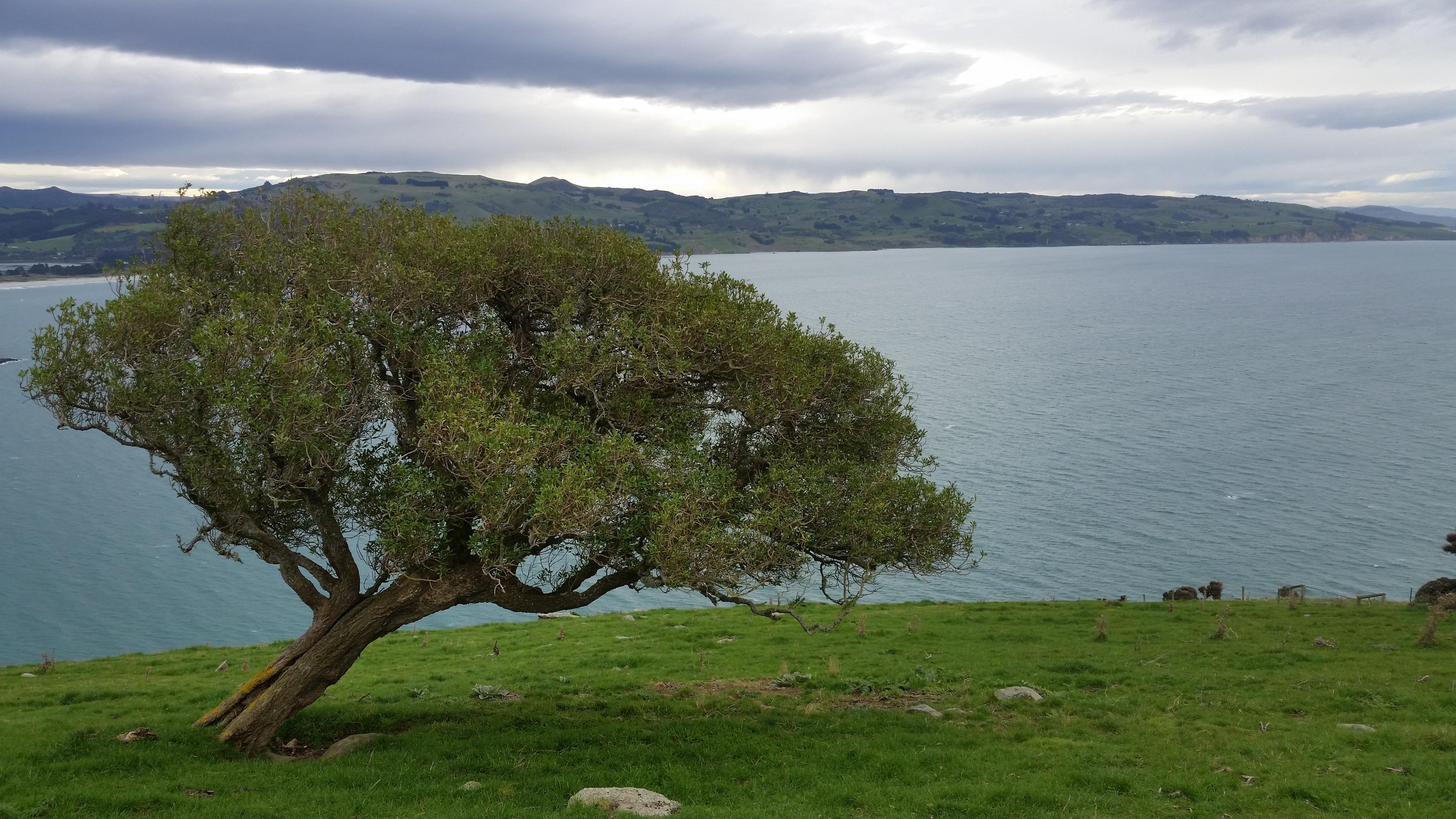 Above Purakaunui