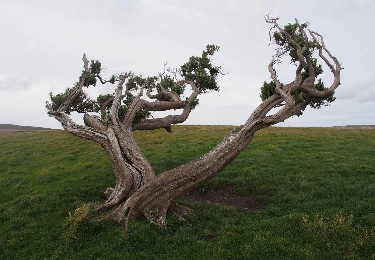 Wind-sculpted akeake