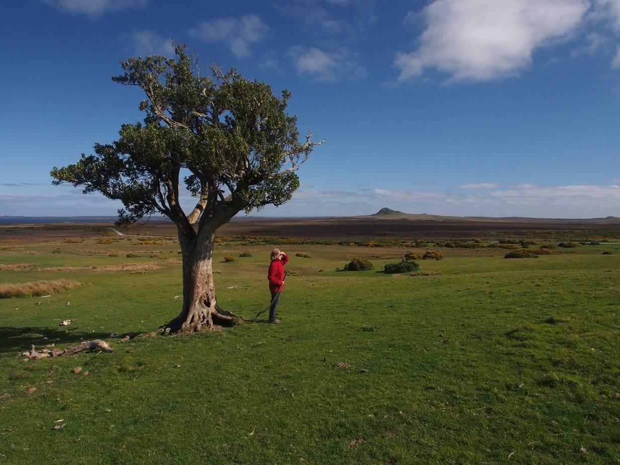 A volcanic cone and akeake tree across the peat flats. Karol is the 'shepherd'