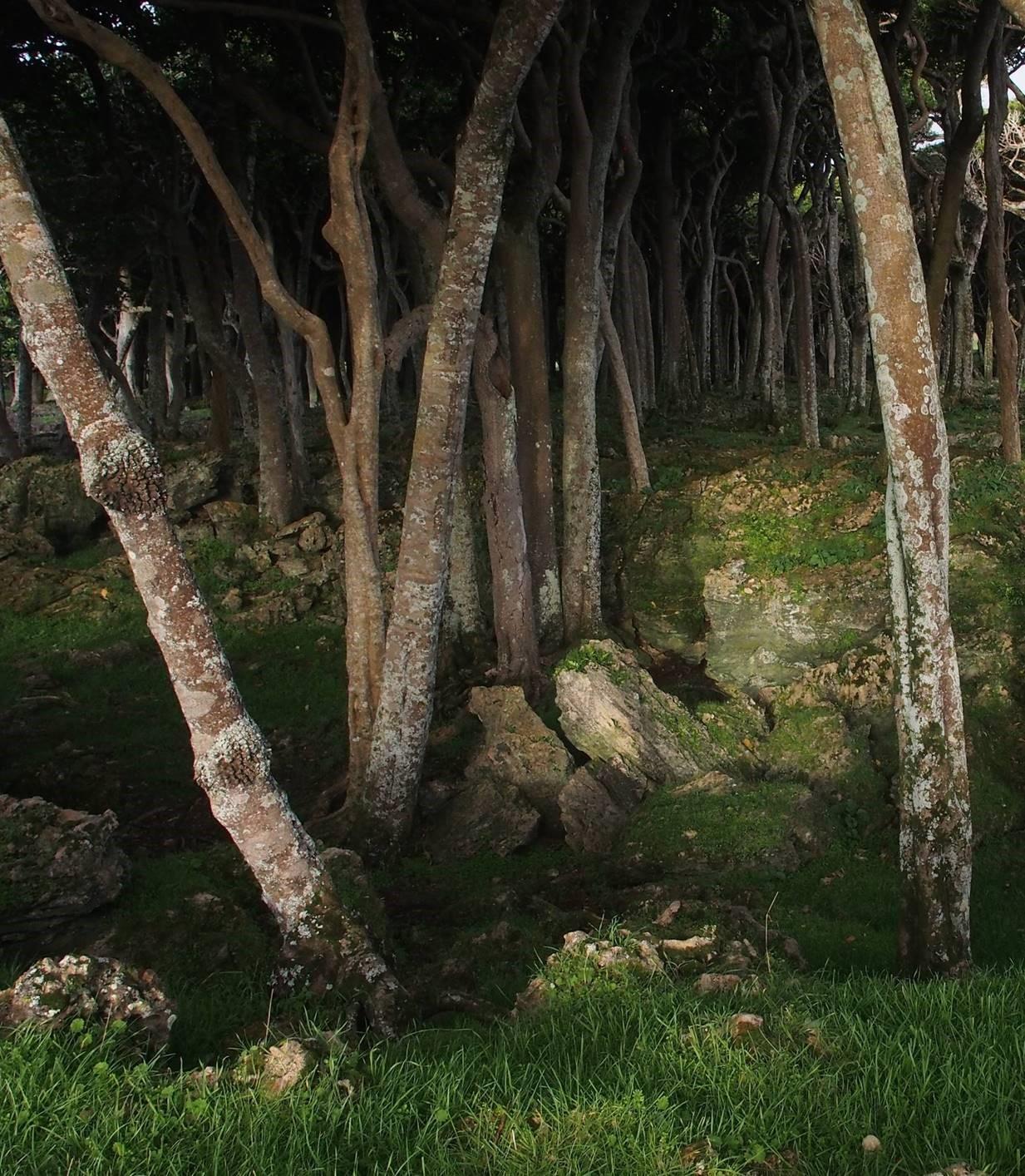 Inside the kopi grove