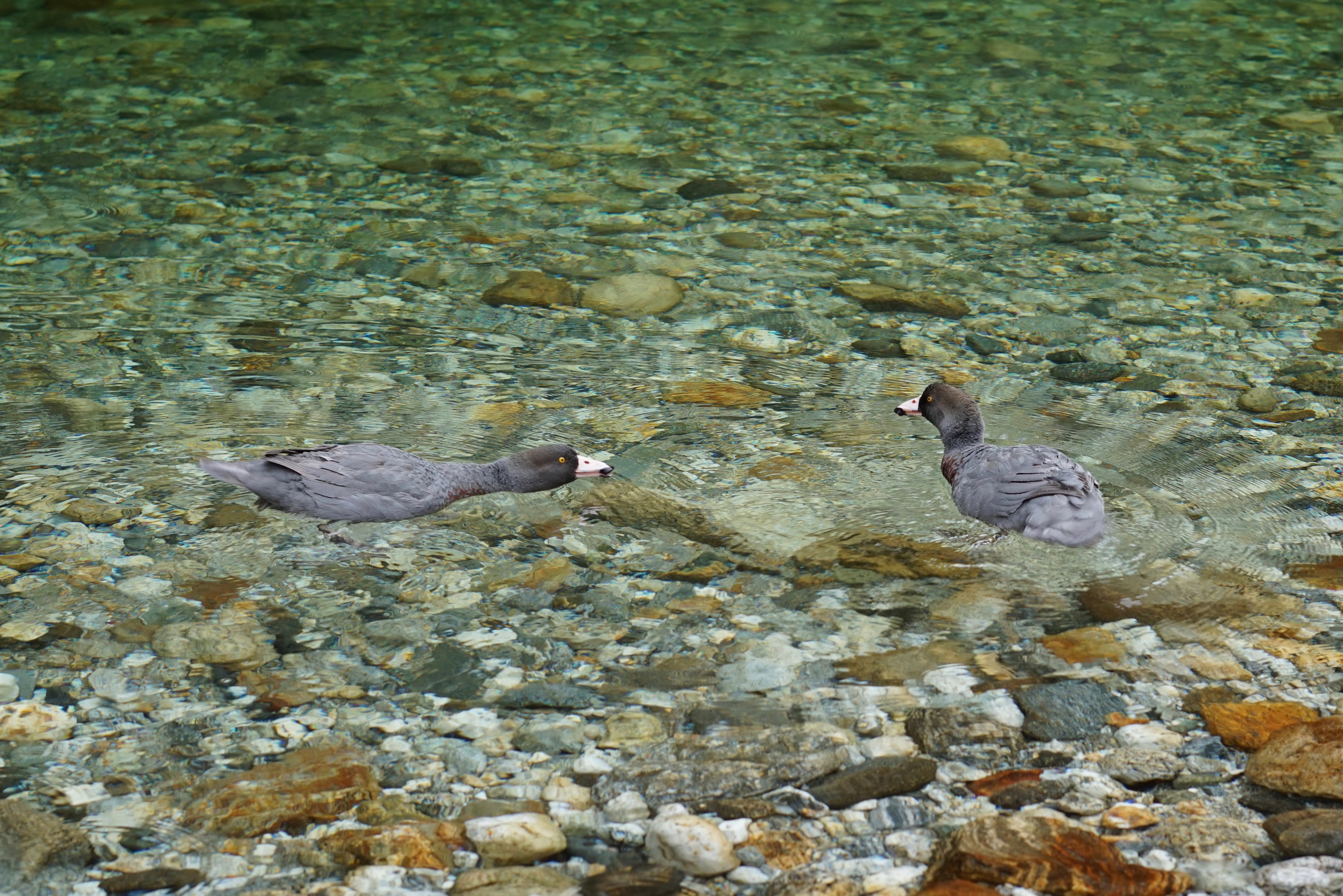 Two blue ducks