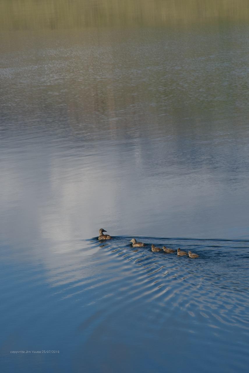 Eiders are large seaducks