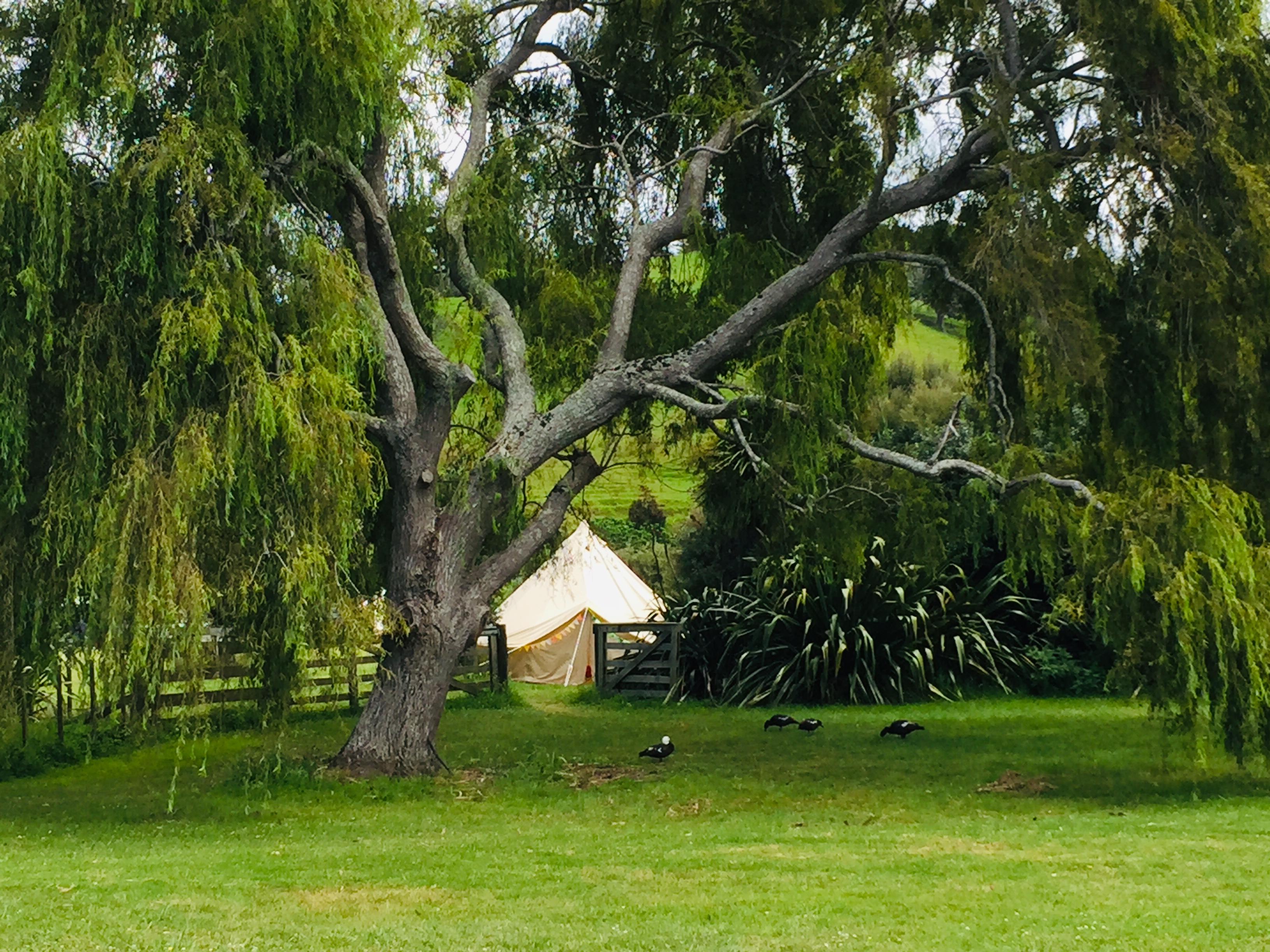 Wenderholm Auckland Council Campsite 