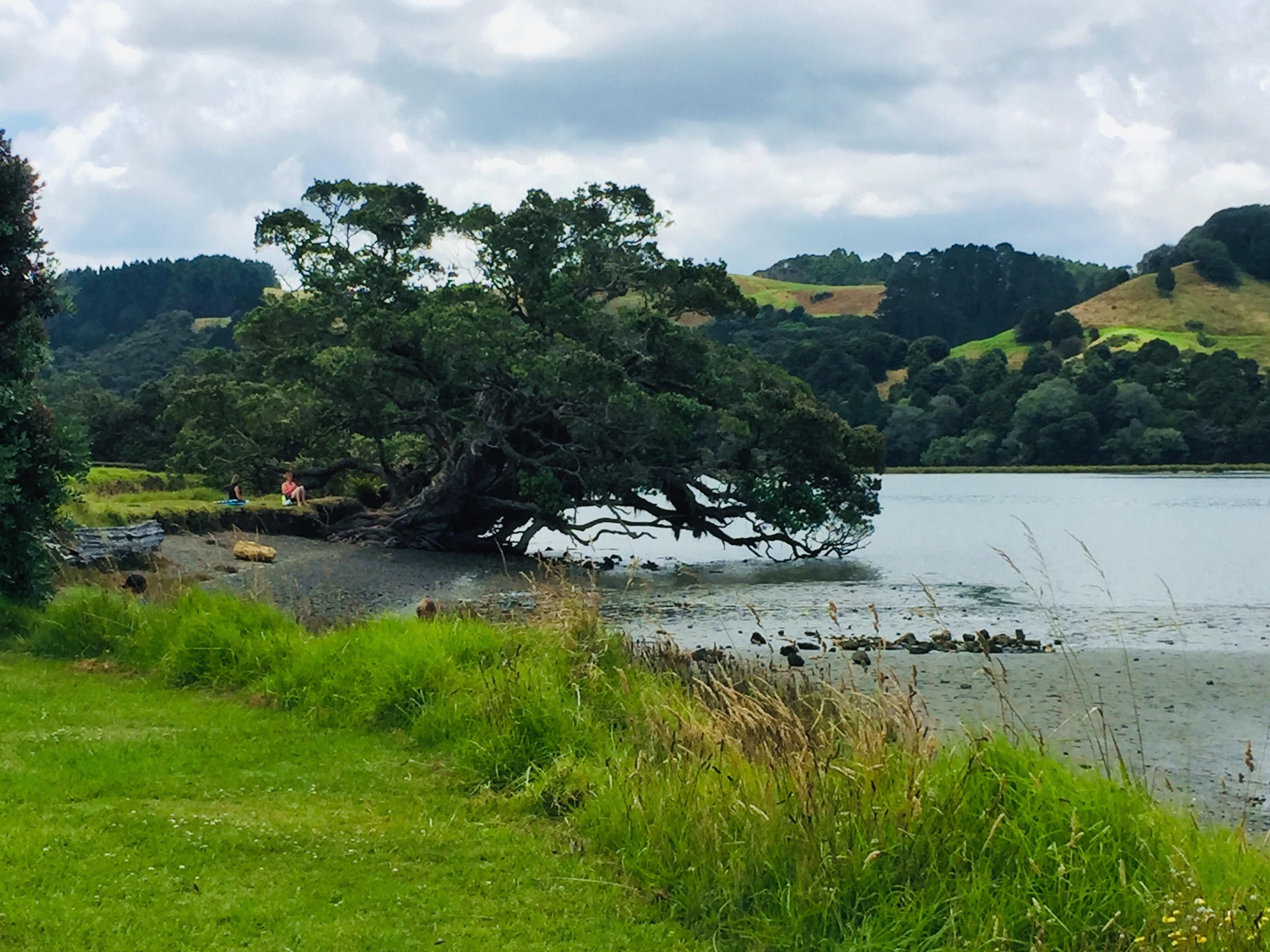 Pohutukawa