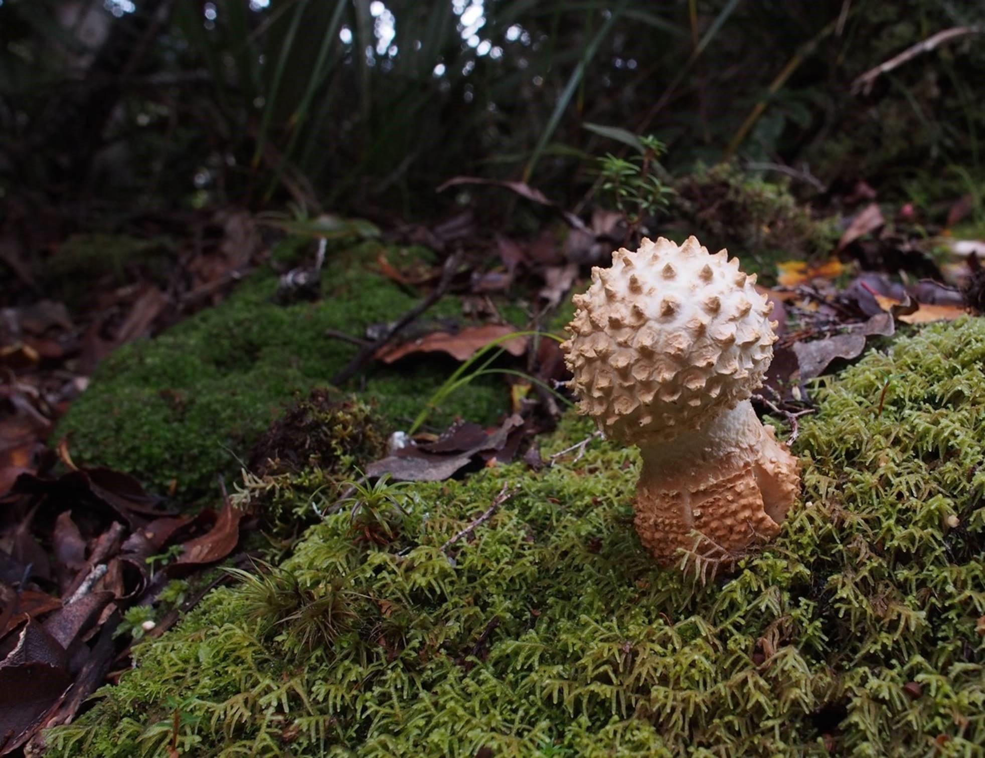 Amanita muscaria - infantile 