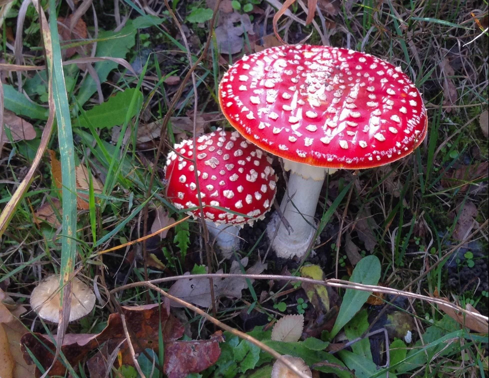 Amanita muscaria - mature