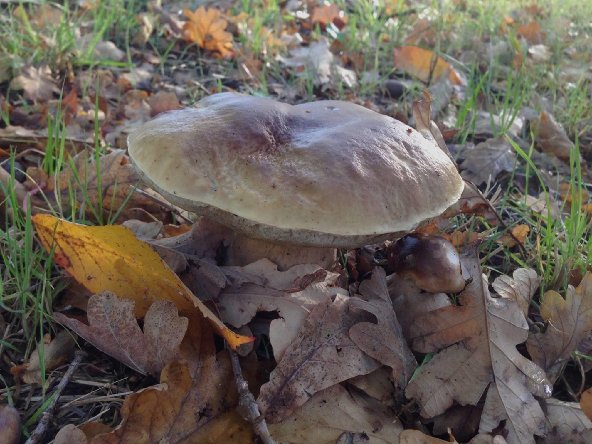 Boletus Edulis