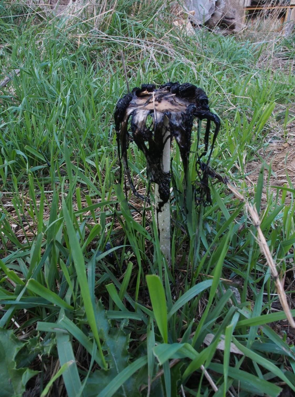 Coprinus Comatus older