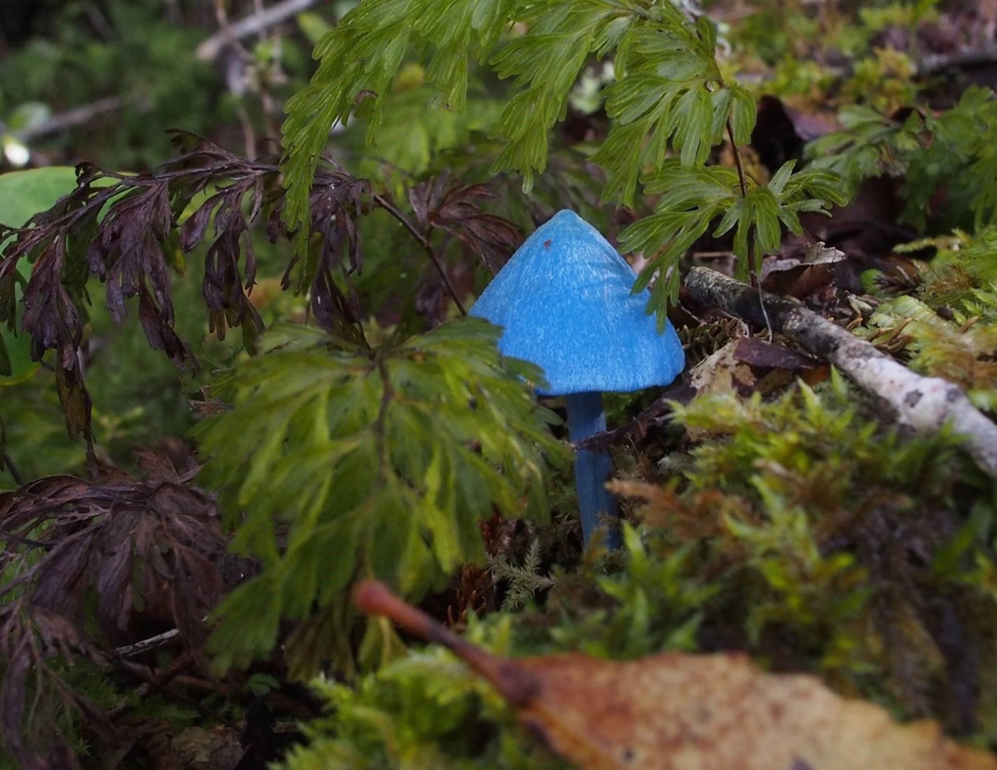 Entoloma Hochstetteri