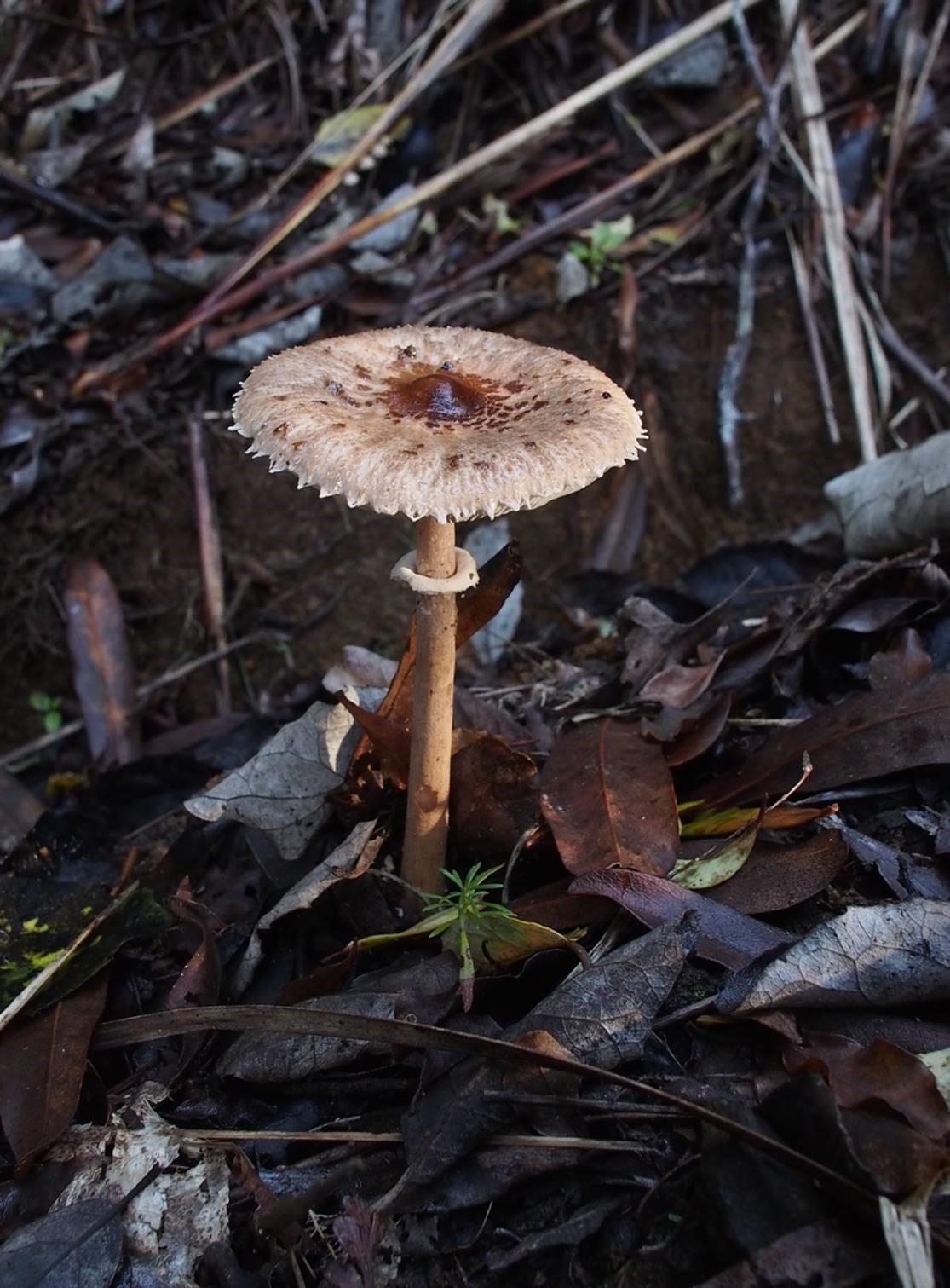 Macrolepiota procera