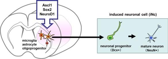 Neuronal cells diagram