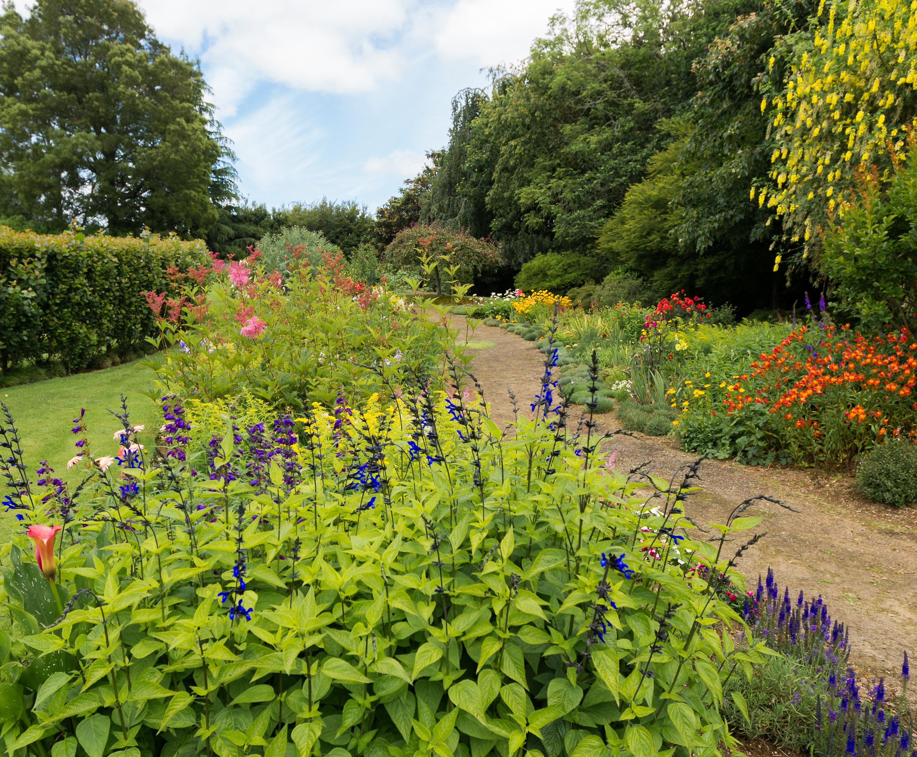perennials, ohaupo