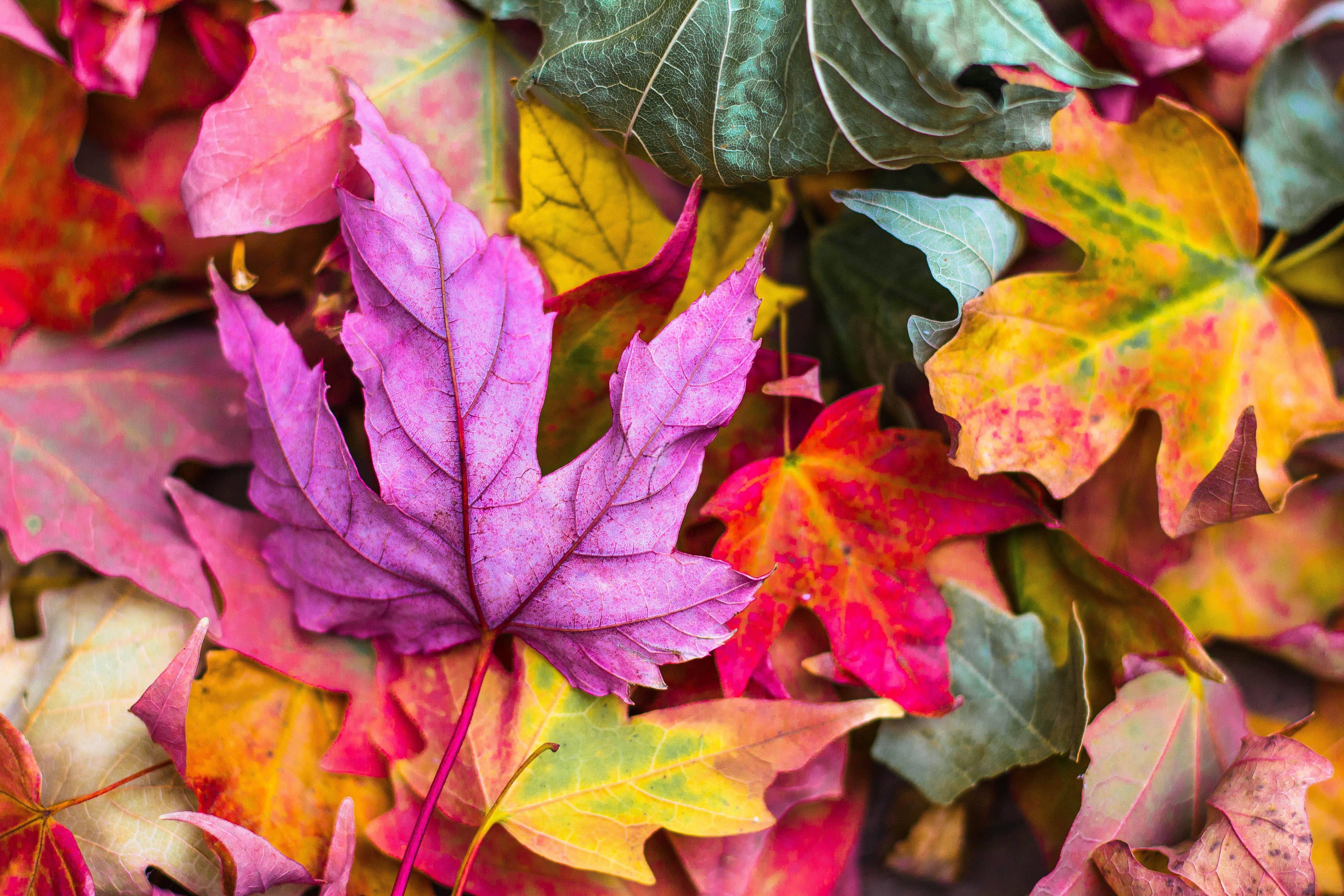 Autumn - Jeremy Thomas on Unsplash