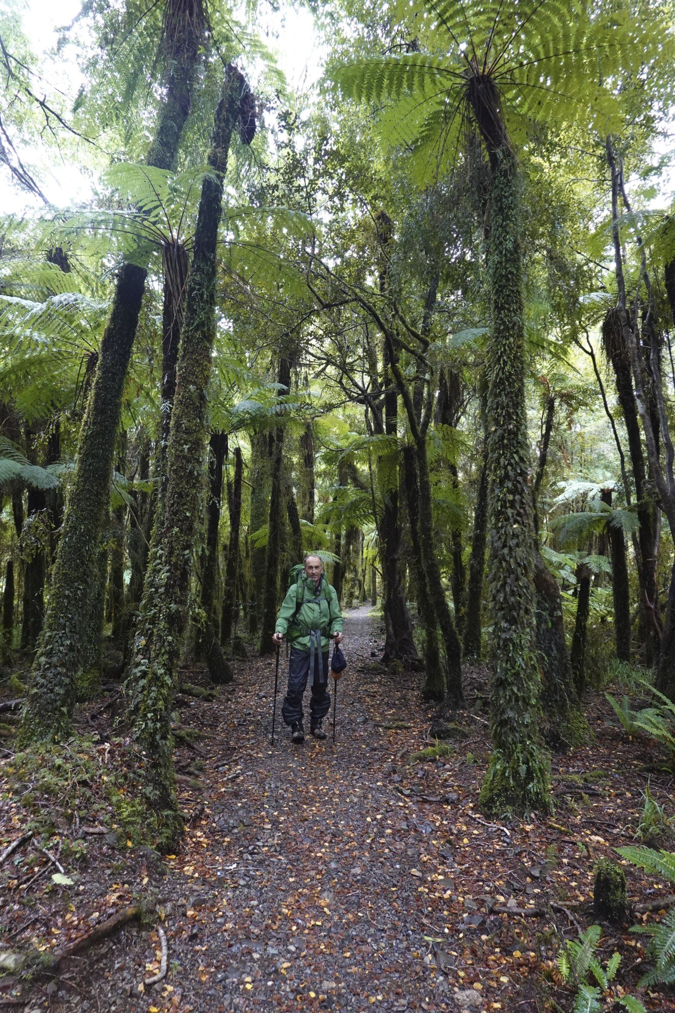Punga forest with goblin 