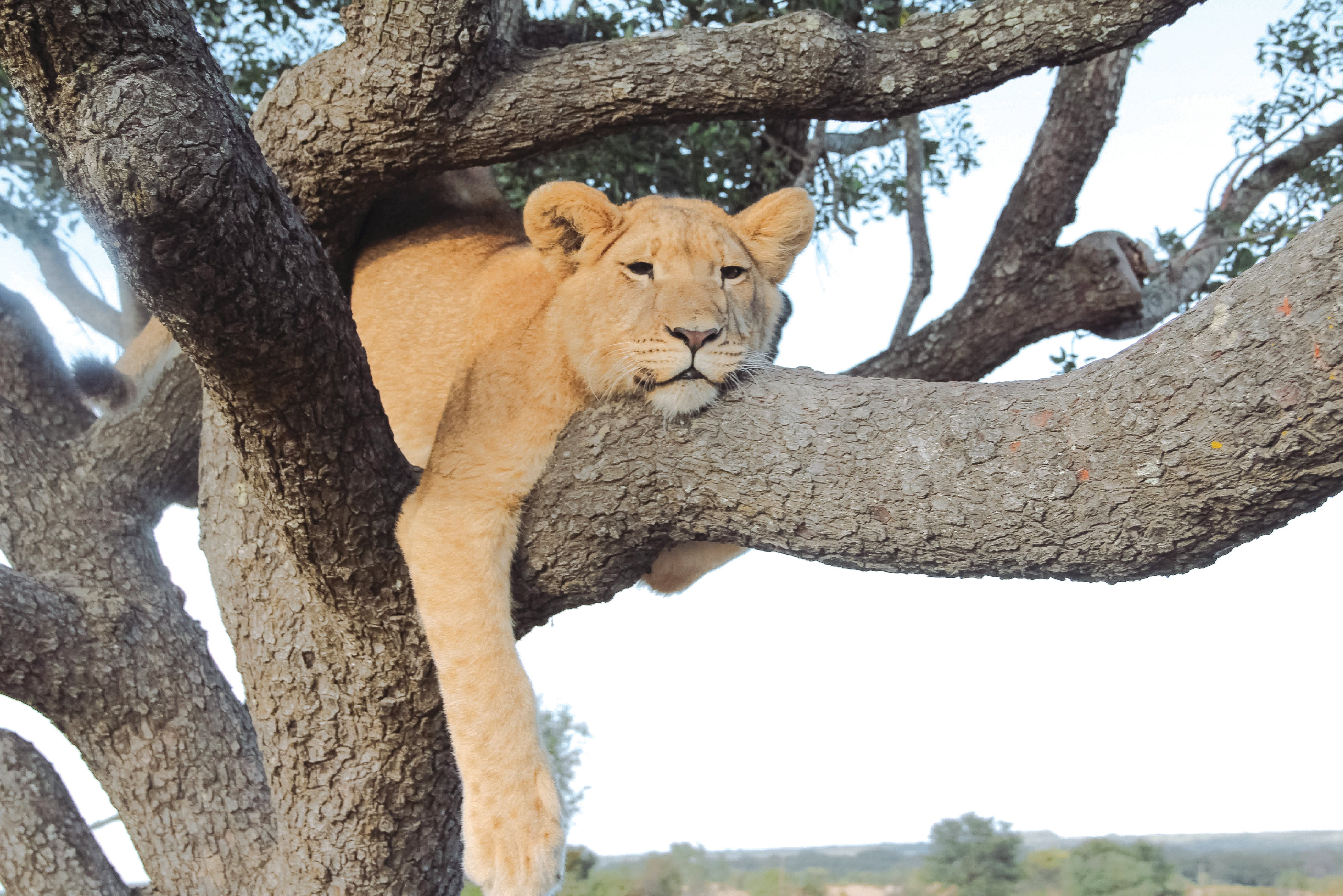 Lion sleeping CR_ christine donaldson on Unsplash (2).jpg