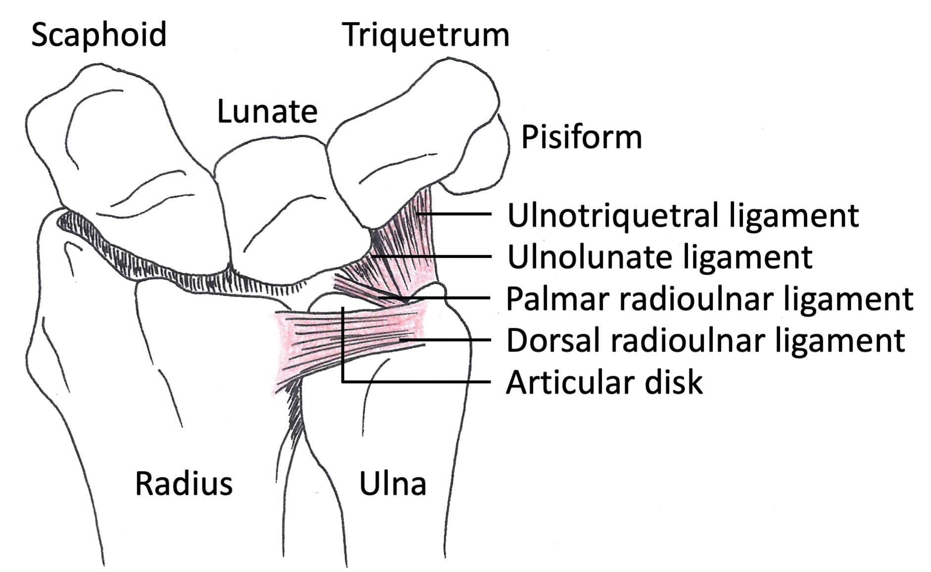 Anatomy of the triangular fibrocartilage complex