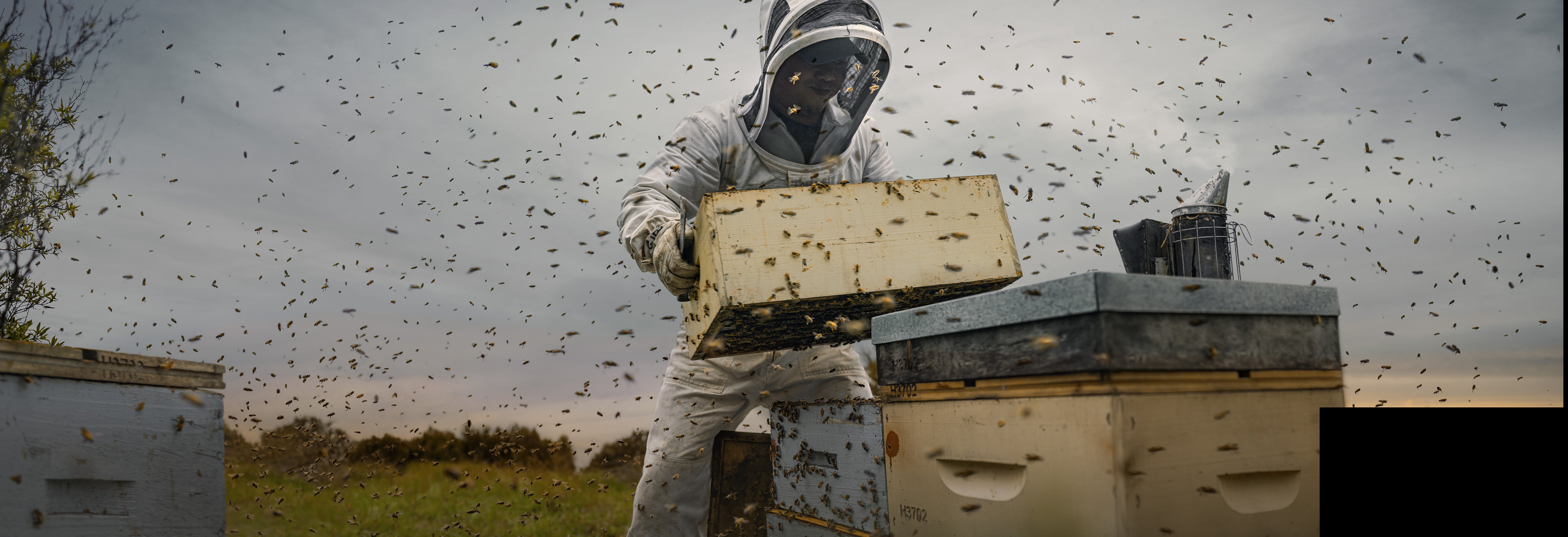 Oha Honey - Southern Cross Healthcare Insurance