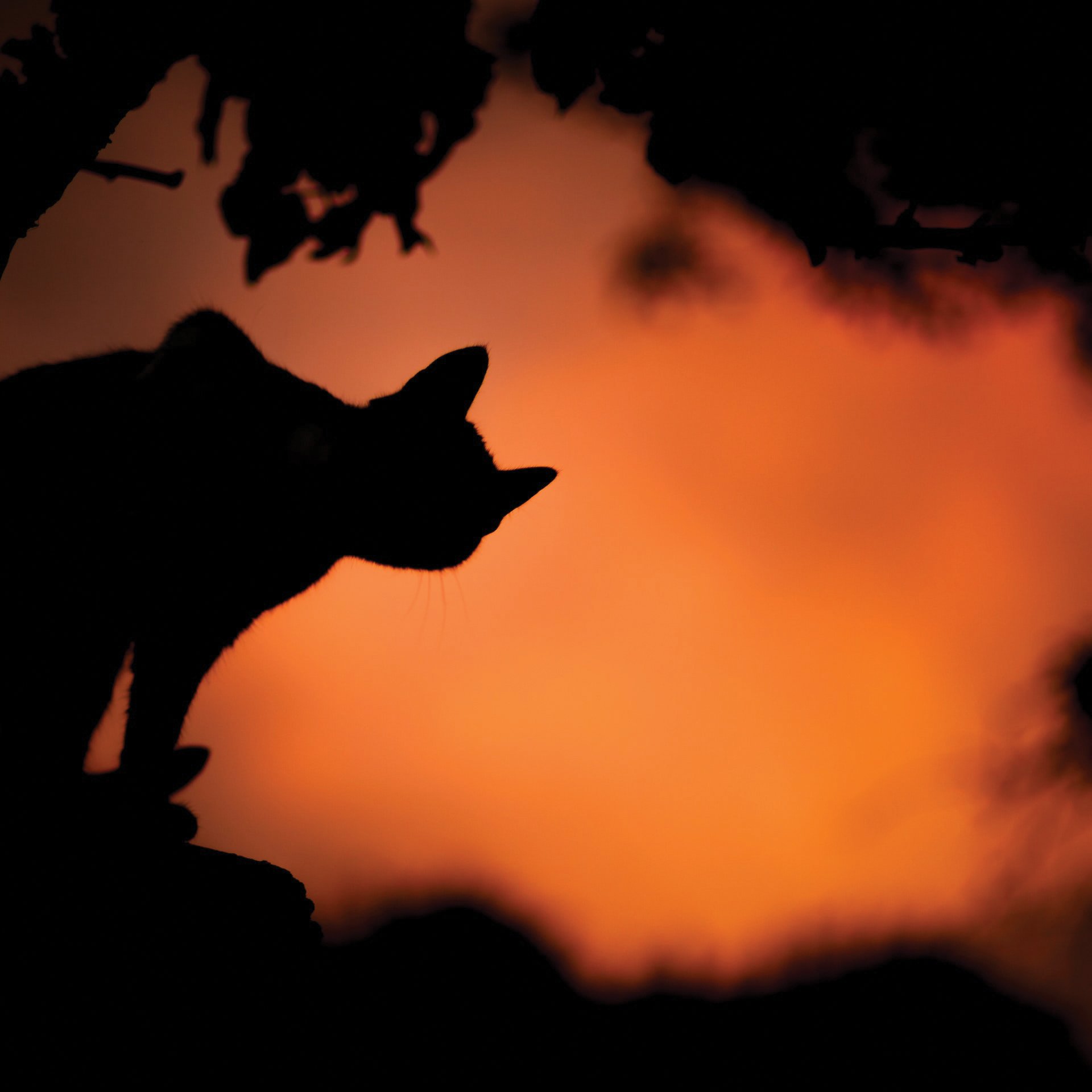 Cat_silhouette_CR_Saso-Tusar-on-Unsplash.jpeg 