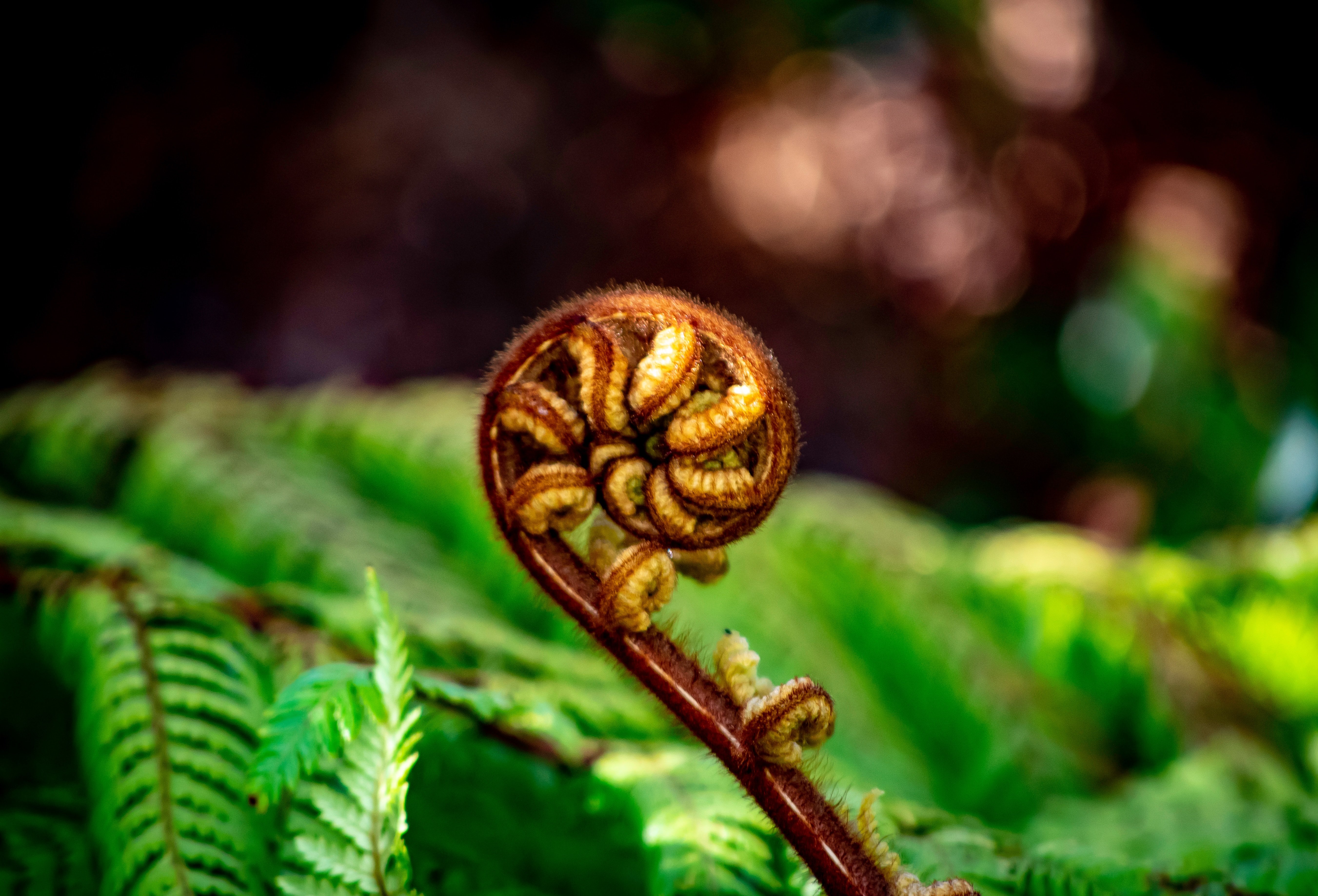 fern frond