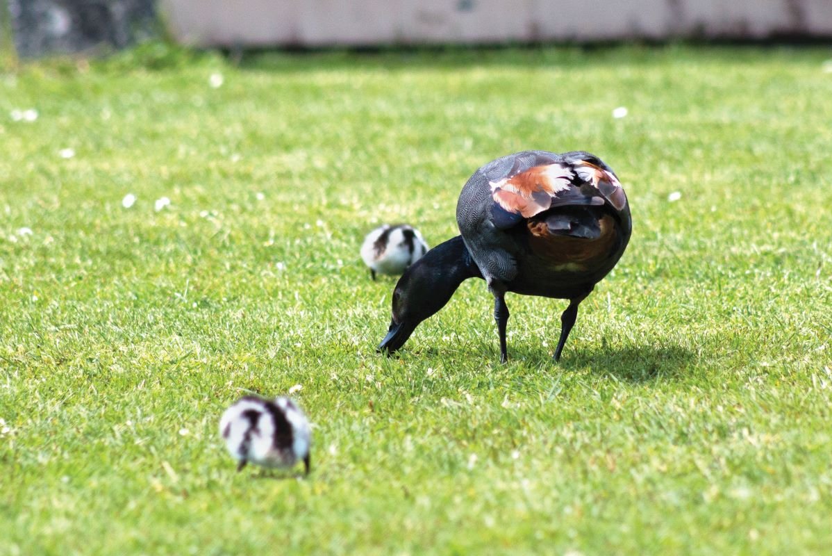 Paradise shelduck dad with ducklings CR DOC