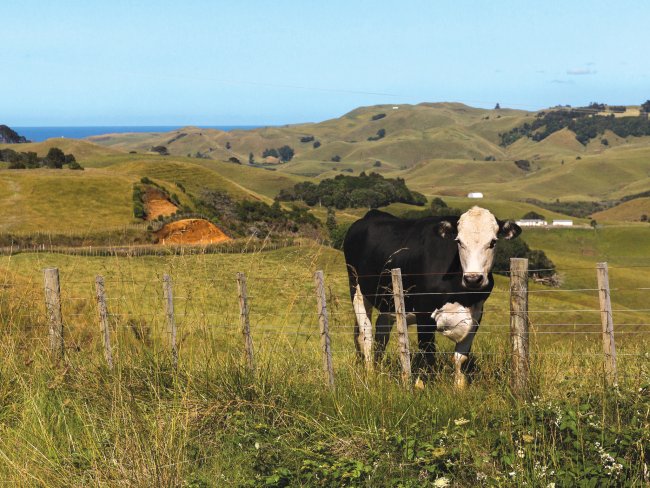 NZ bull paddock hills CR Virginia McMillan